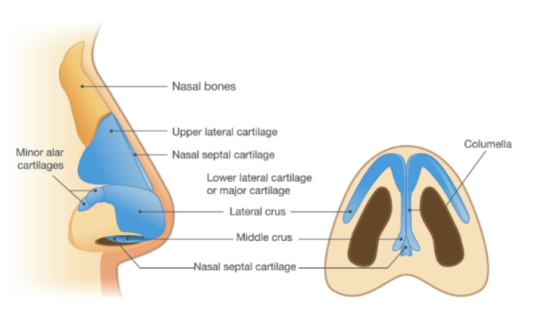 Revision Rhinoplasty